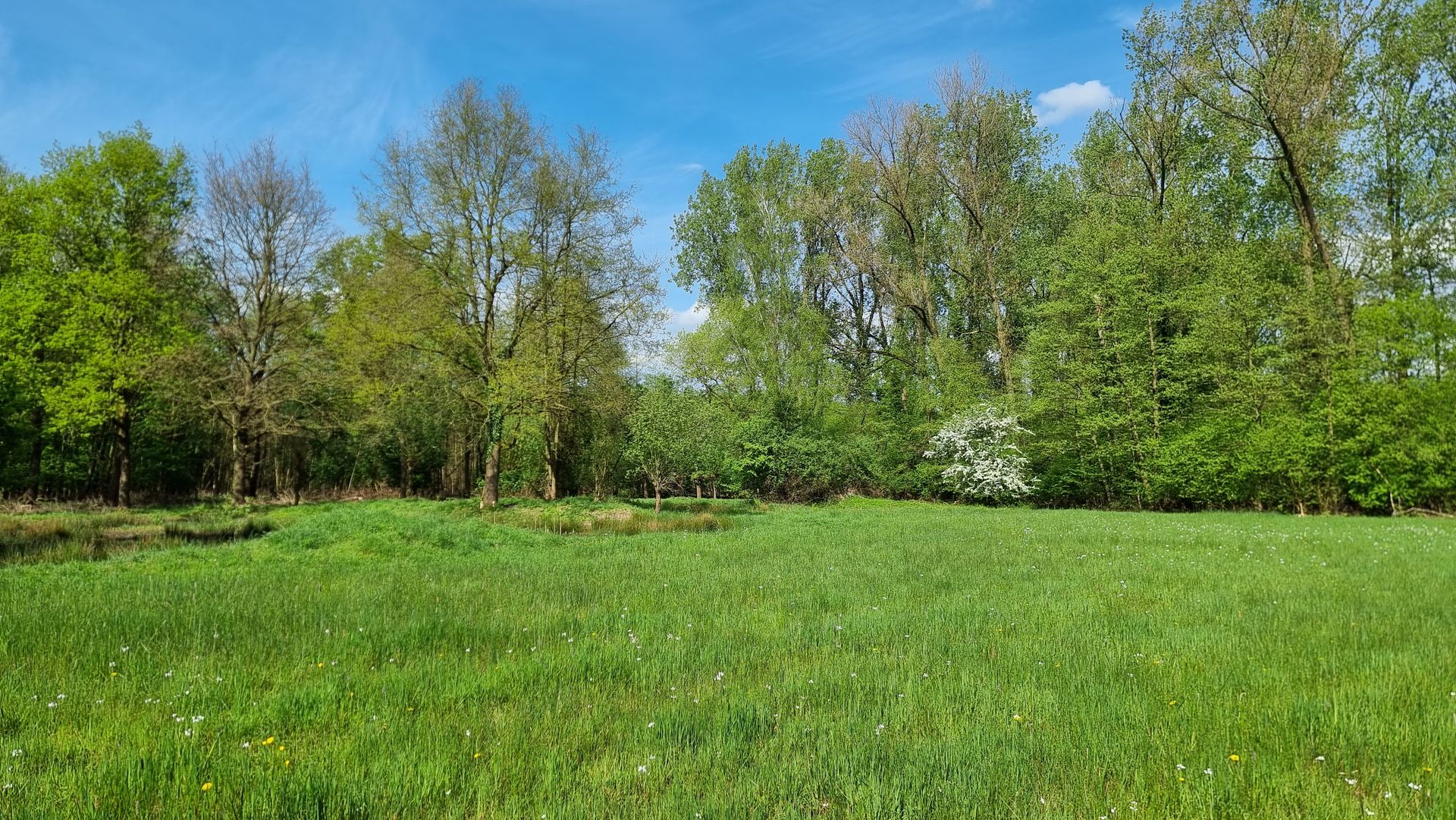 Wilde Wiese Gelsenkirchen